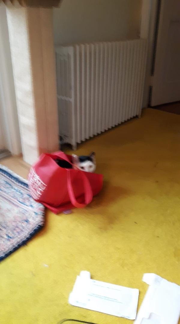 Jane in the bag