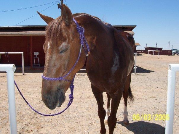 Mark Blain's album, Our Horses