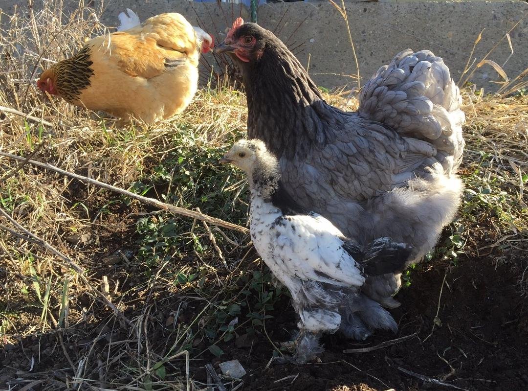 Our chick, Cantonella, is growing up... :-)