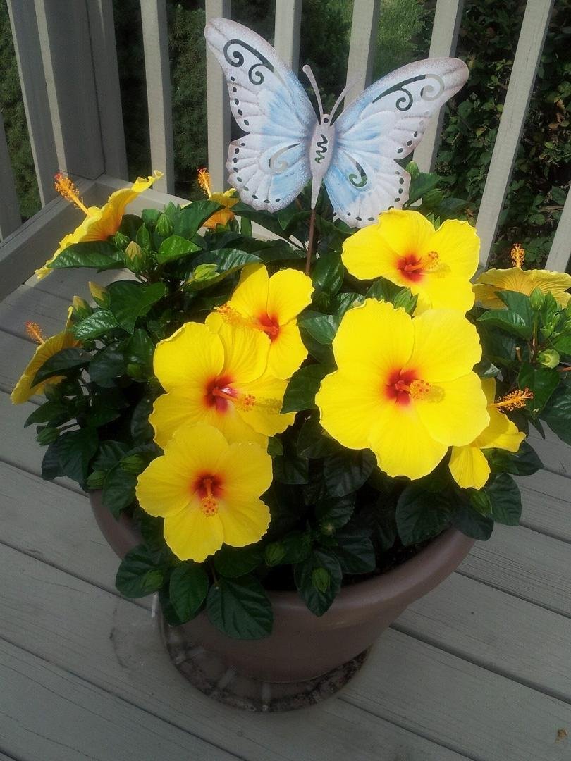 My favorite flower.