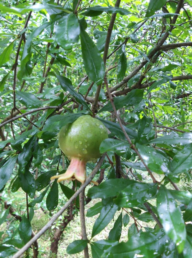 Got my first pomegranate.