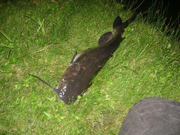 fish that Ellie and I both caught