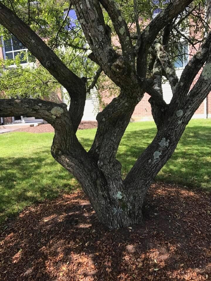Tree contortionist.