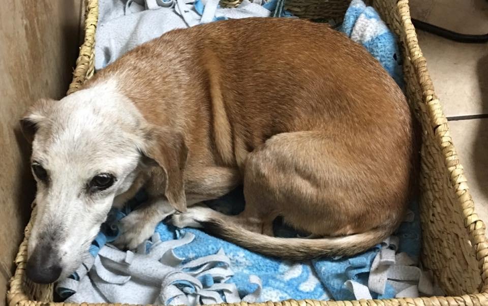 We had to say goodbye to a wonderful family companion today. Peanut gave us much love and many great memories. He was with us since April 7, 2001 until today and made friends with many of you all. May God Bless you Peanut,