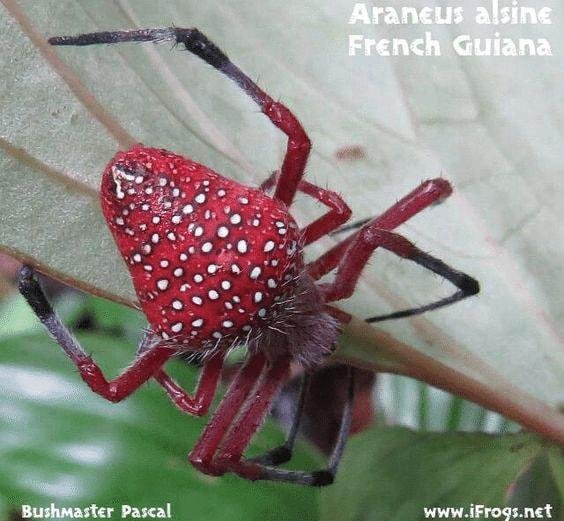 Strawberry spider 👀