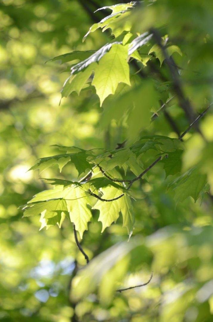 Spring sun reflecting on the leaves