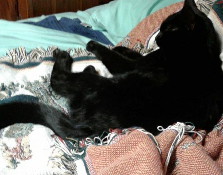 Help me find the Black Cat at Art of landscaping he's been gone 2 days