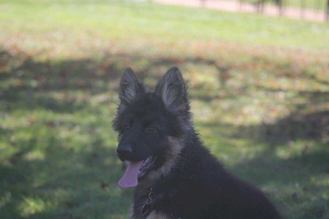 gauge 4 months
