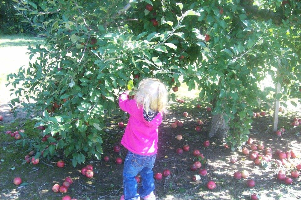 Carl Harrison's album, Apple Picking 2011