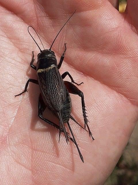 In November, I ordered a Cricut from Costco.  So far... only crickets.  😉   Are you experiencing delivery delays, too?

Image by Marc Pascual from Pixabay