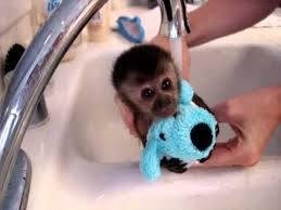 My intention is to fill up facebook with baby animals to break the saturation of negative images and videos. If you like this post, I will choose a baby animal for you.