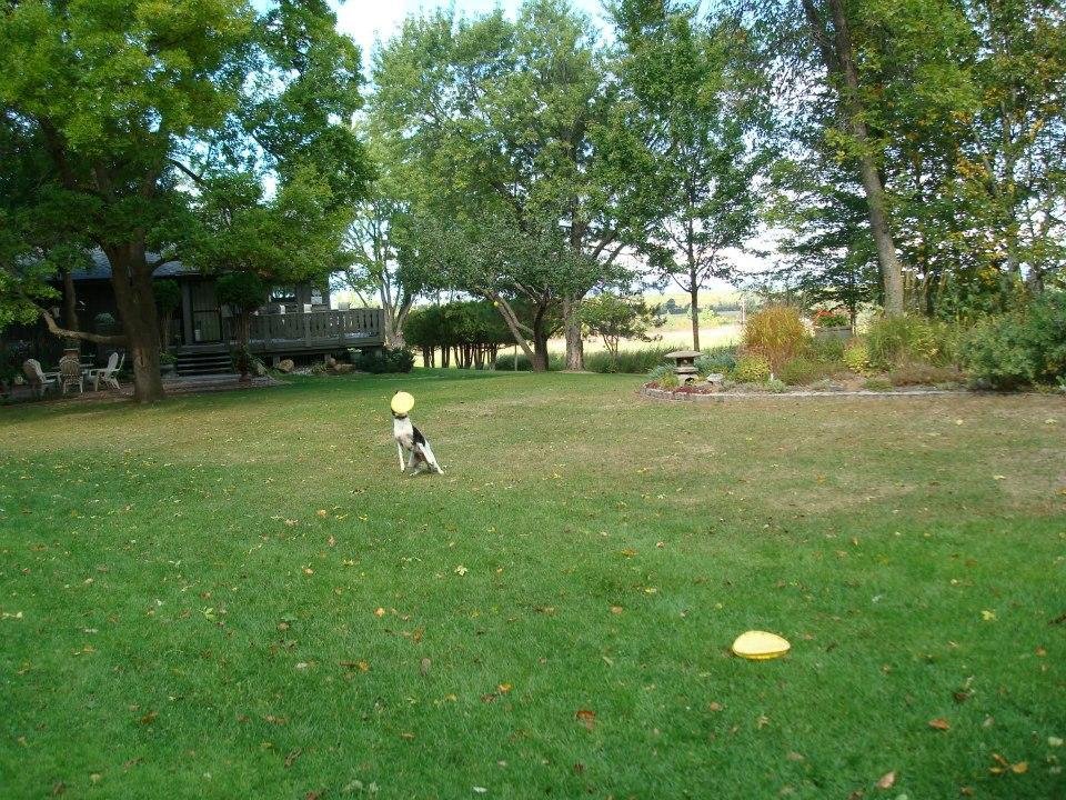 Catching Frisbees