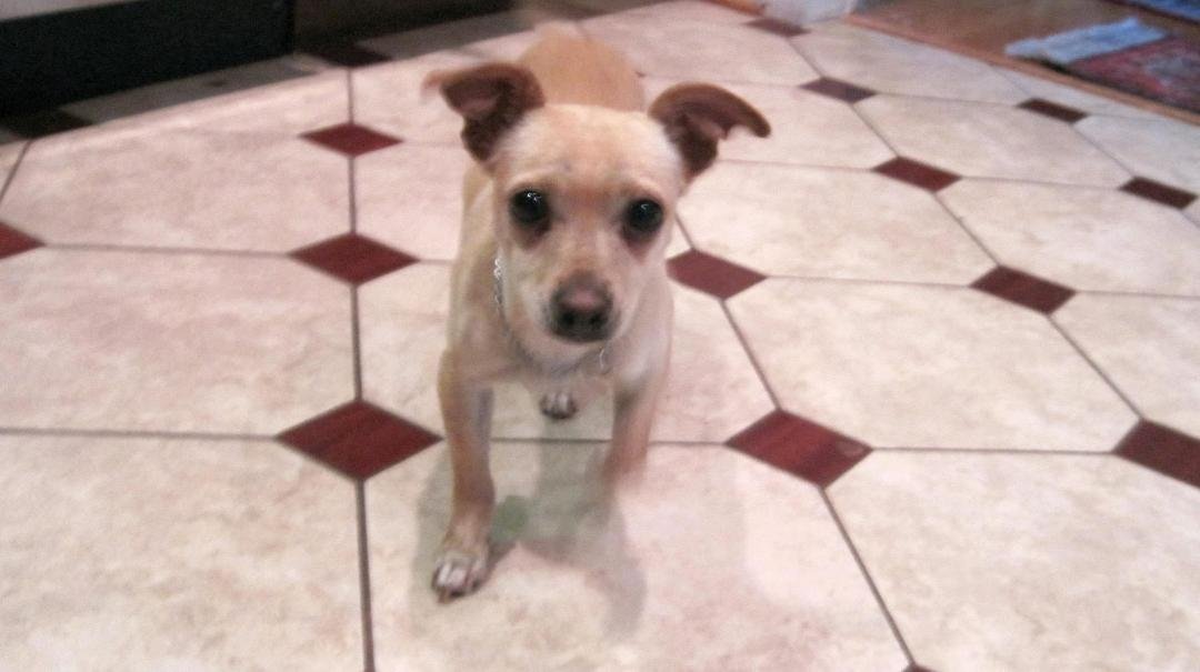 I damn near ran over this critter in a country road in Southwest Virginia, near where I went to college. Could not find an owner, and I figure some college student dumped her. Long story short, got myself a puppy dog now. N