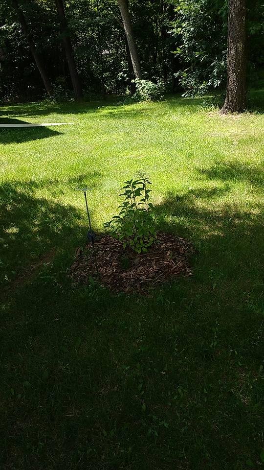 This one is a little slower to flower but hopefully it will pick up.