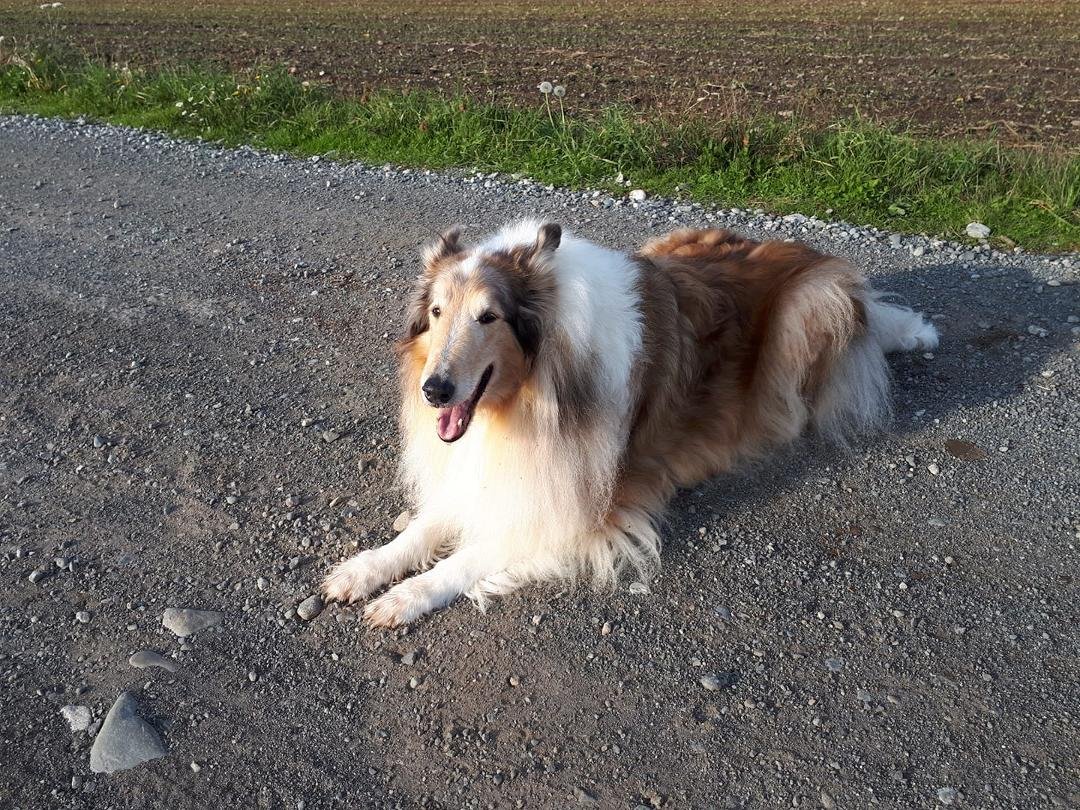 Every now and then he let's me take his pic. Such a good dog!