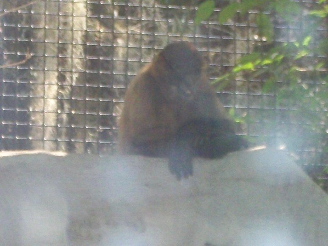 Nancy Riley's album, Zoo 4-10-11