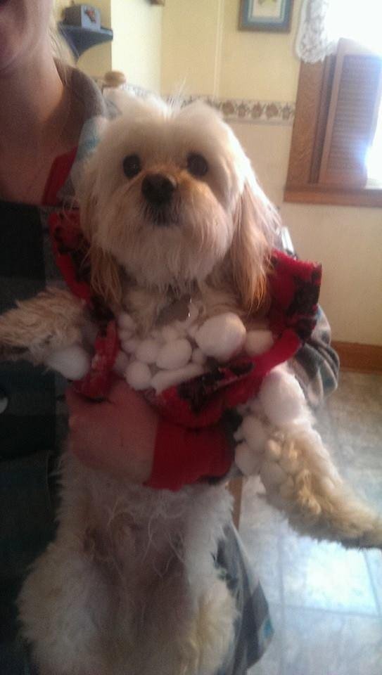 My little snow dog!
