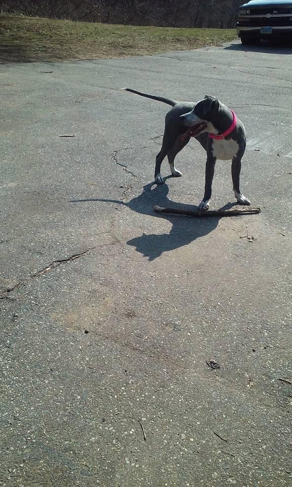 Gorgeous day to throw a stick with "SUGAR"