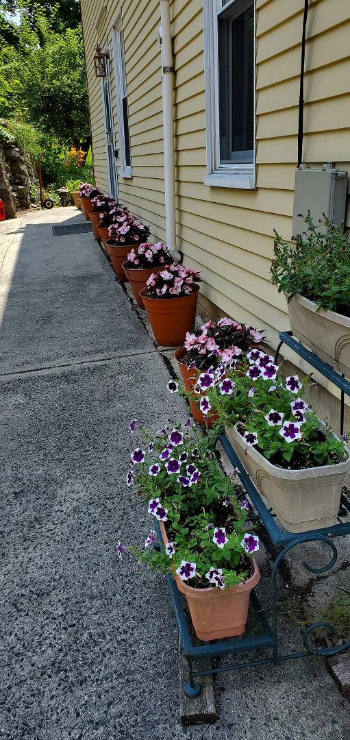 Some of the 50.planters