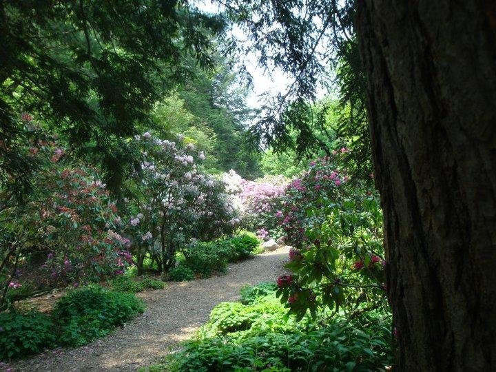 James Lawton's album, Rhododendron Path