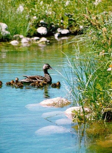 Ron Wirch's album, Some of my most meaningful pictures
