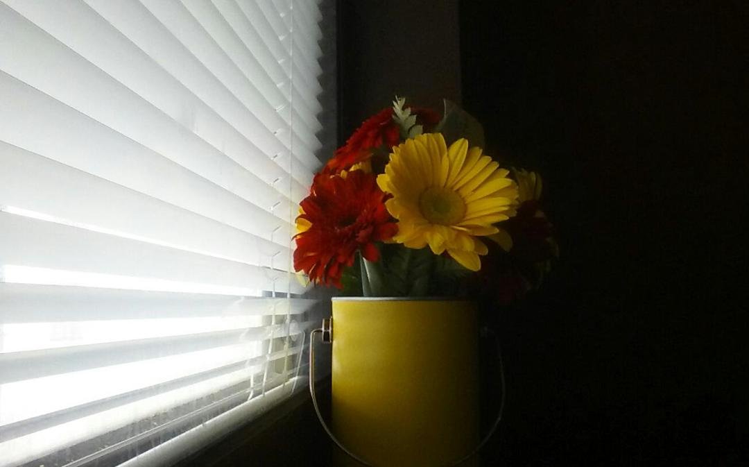 Marie Jolly brought me these pretty flowers. What a nice daughter!