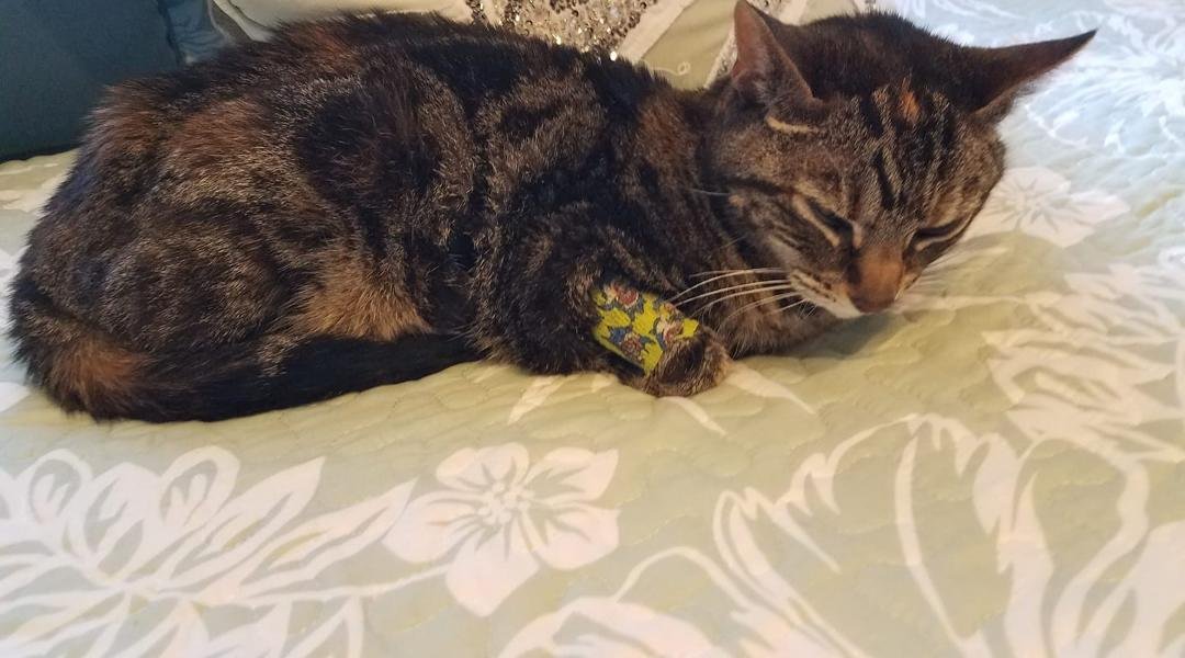 My loving pet Tucker is now in pet heaven.