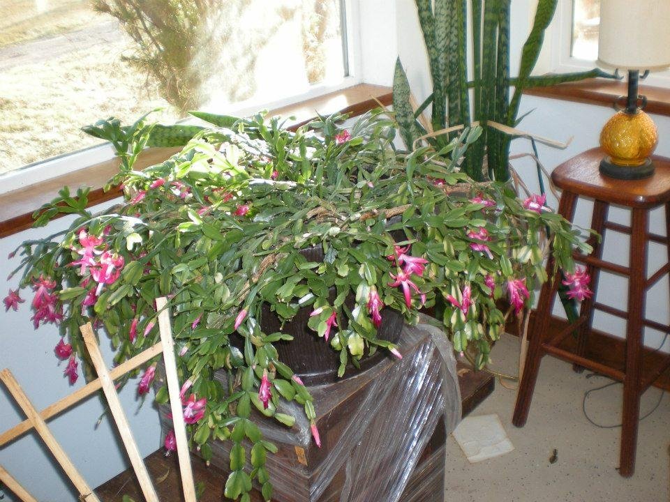 This Christmas cactus was my mother's. At about 60 years old, it is older than I am.  She always tried to get it to bloom for Christmas.  It is especially beautiful this year.  I miss you, Mom!