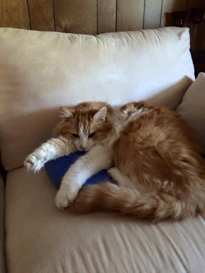 This is my cat's life.