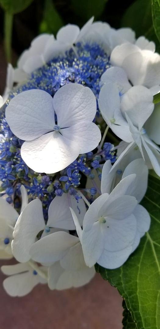 One of our hydrangea blossoms