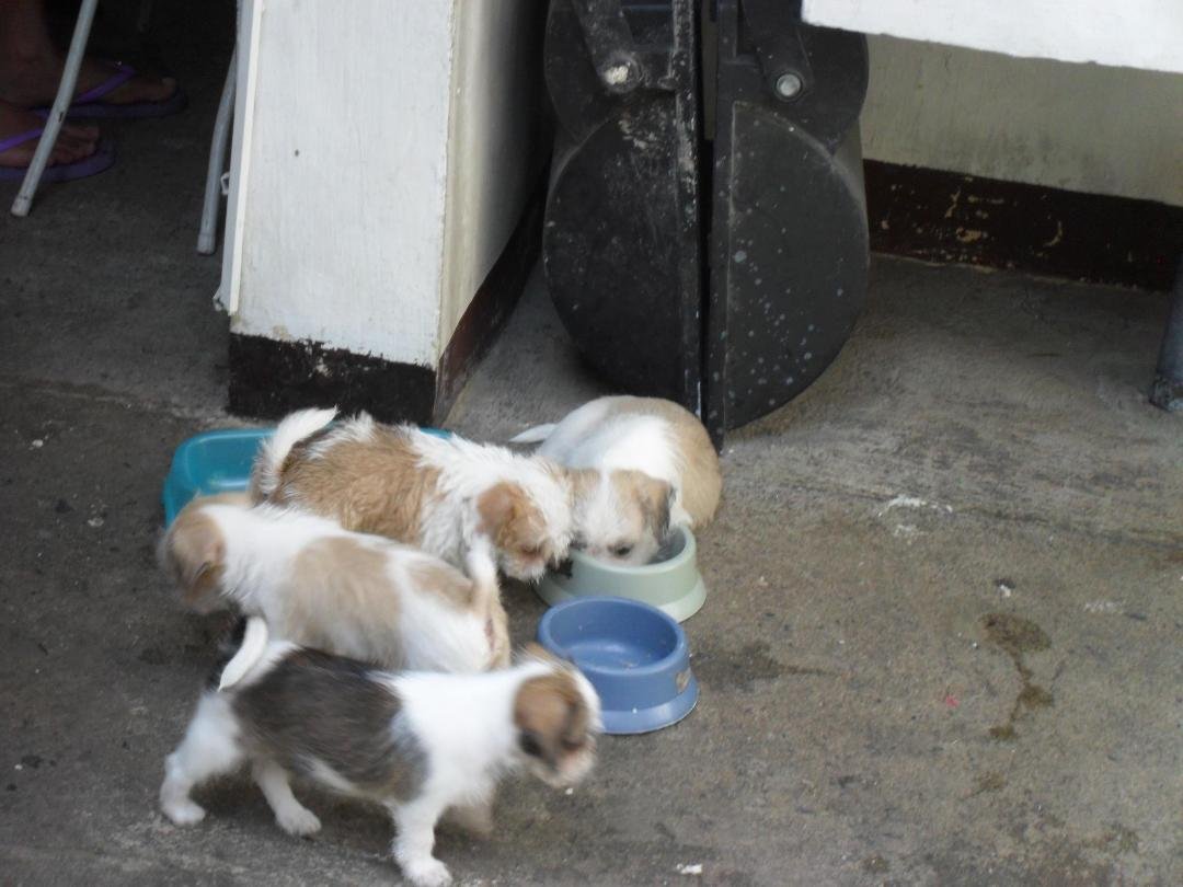 Meal Time for Ivan and Blossom doggies! As can be expected, Houston chomps on the food, blocking Harris from grabbing any more food! Poor Hermes (with Light Brown Spots) and Herman (with Black Spots) all they could do is ju