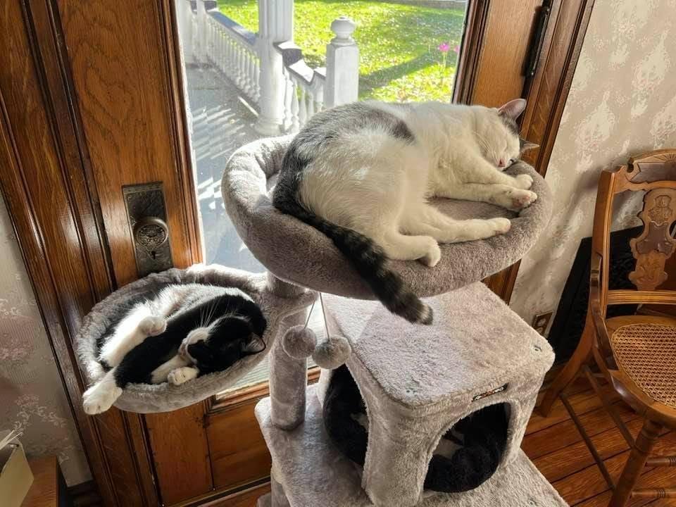 Paul took this photo of Gus and Emmett taking ANOTHER nap in their cat tree. They just love it.