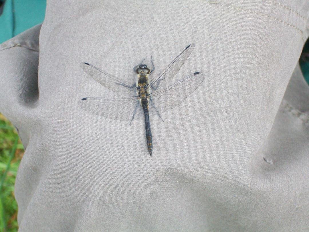 Hawker Dragonfly!