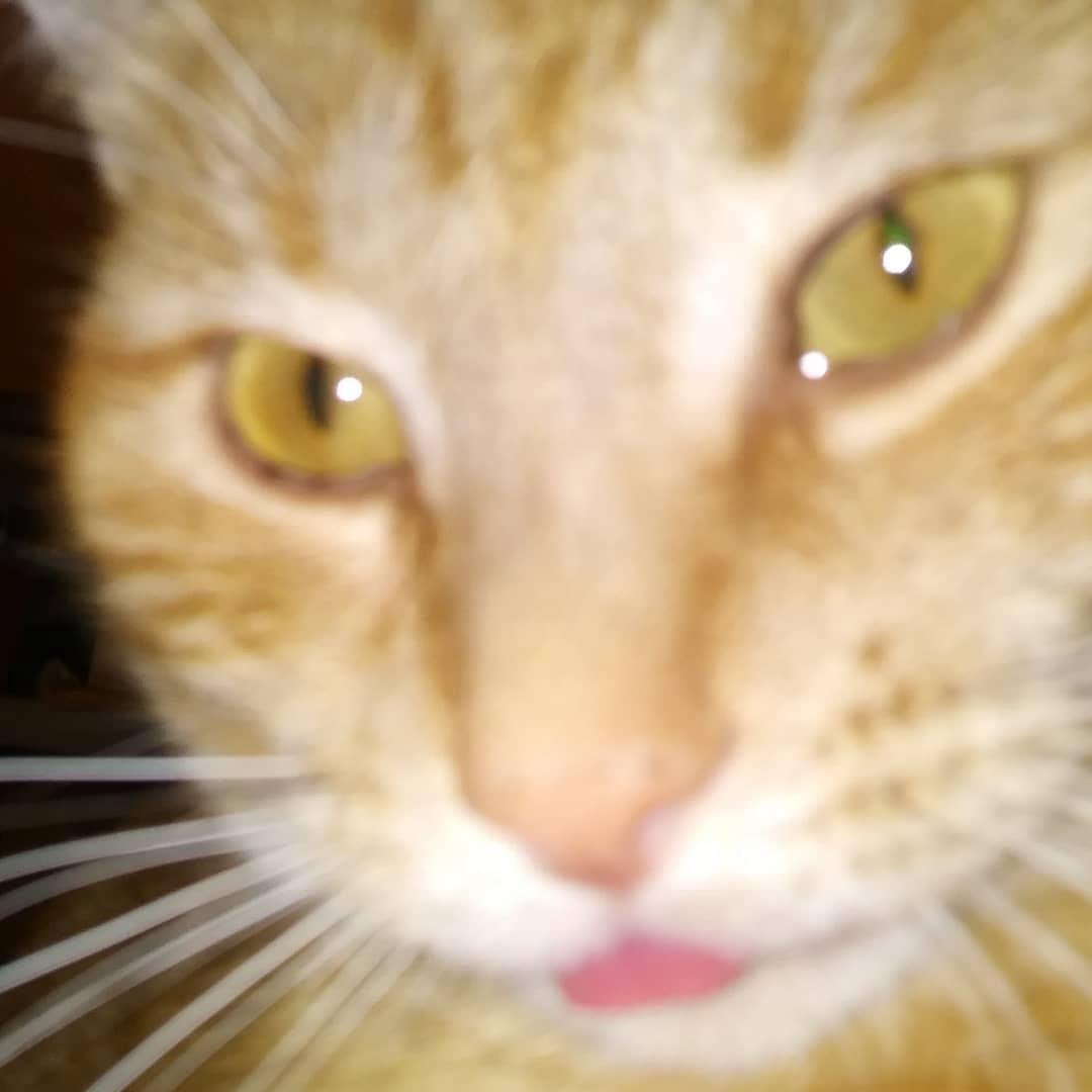 Look who's 2 today 😸 CECIL