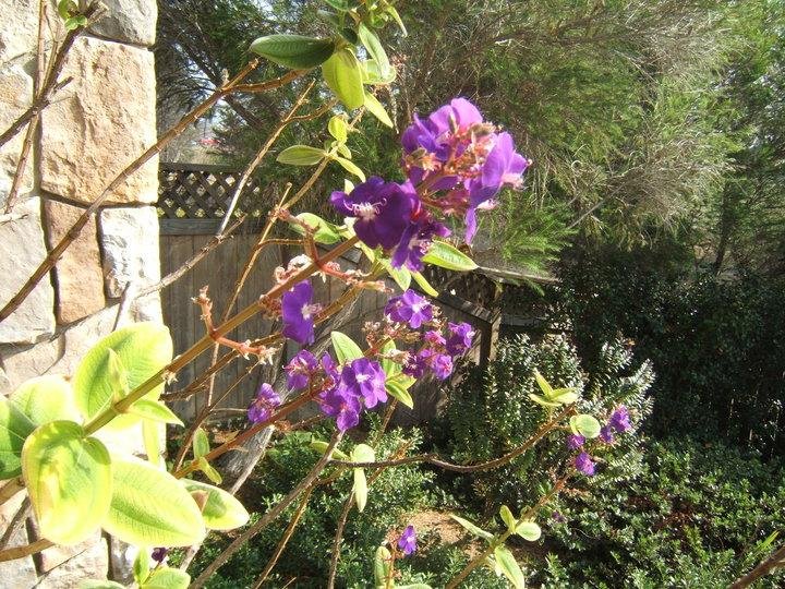 Our Tibouchina plant in bloom.