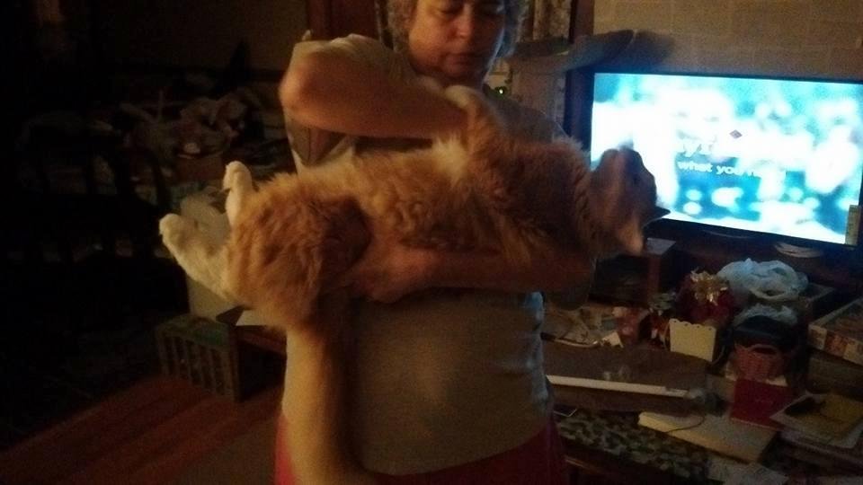 Our Maine coon cat about 1yr and 6 mnths.