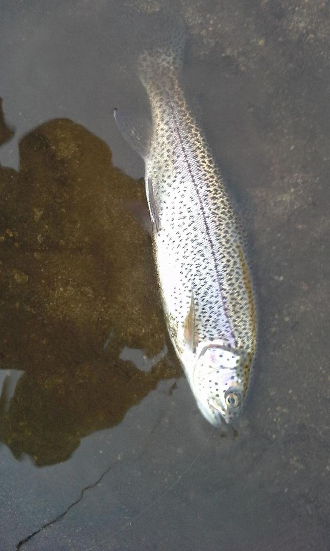 Trout for breakfast..at goose lake with my honey