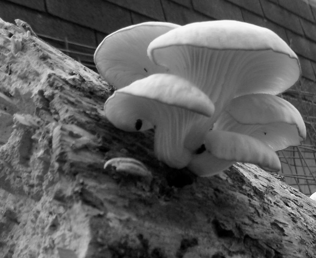 Got behind on my 7 day b/w photo challenge, so here's one...