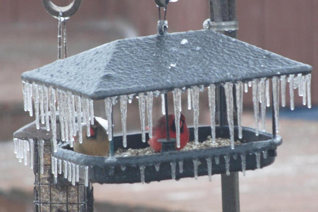 Ice and more Ice, moma and papa cardinal know where the food and protection is.