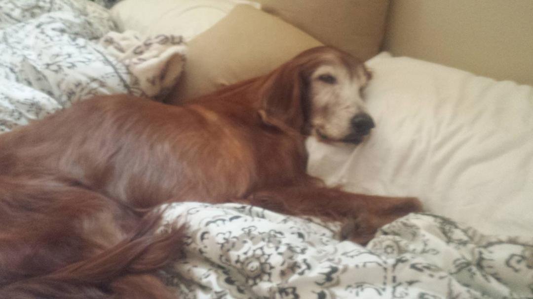 JayJay went over the Rainbow today. RIP my beloved Irish Setter!