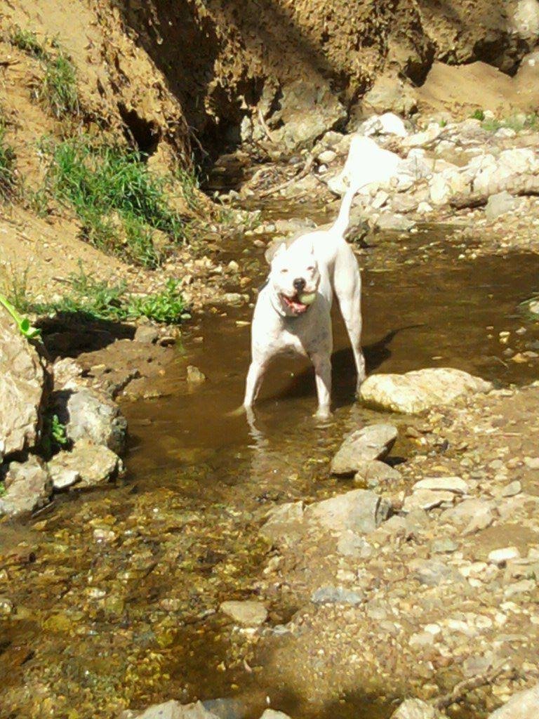 Koda dog playing in the stream.