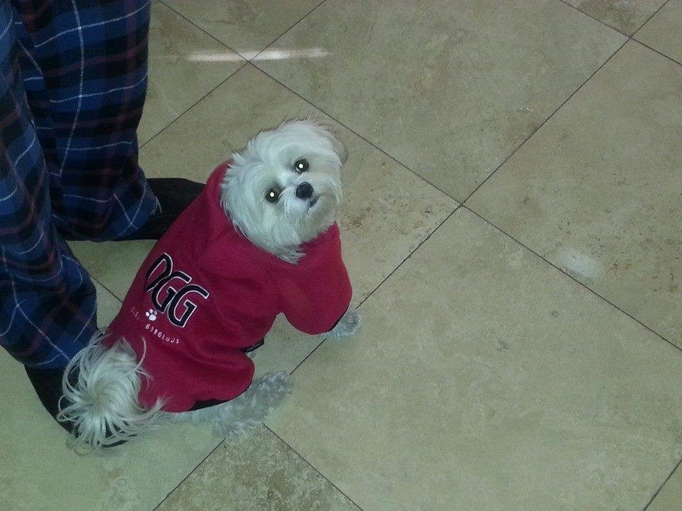 Maggie's ready for Santa! Bring treats!