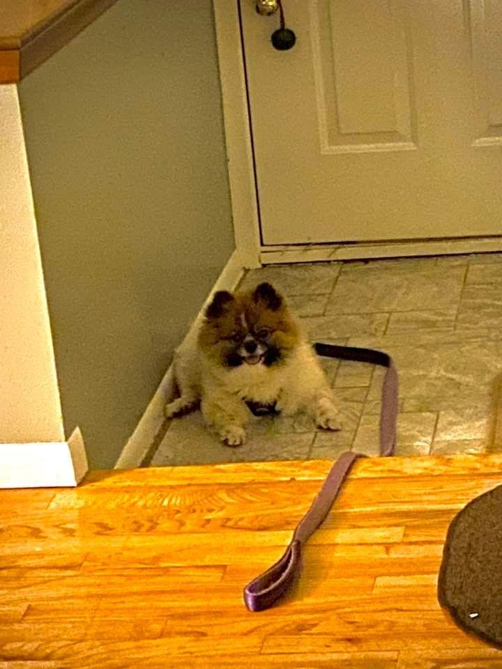 How do you know when the party is over and it’s time to go home?? When the boss plops herself in front of the door all set to leave. HAHA!!
This is where I found Dypsy as we started to leave Brandon and Brandy’s house last