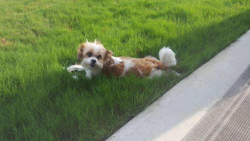 Here is our newest addition to the family. Enjoying the good life. The only problem is I have to be out here too or she won't stay out.