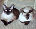Steven Bachner's album, Mobile Uploads