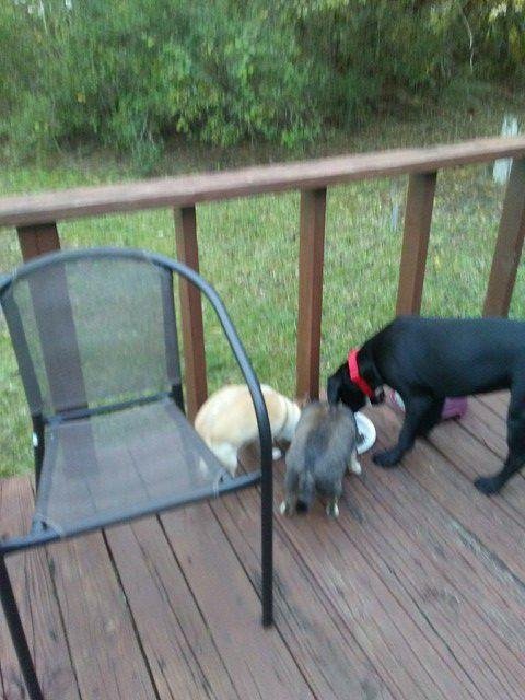 They eat good together.