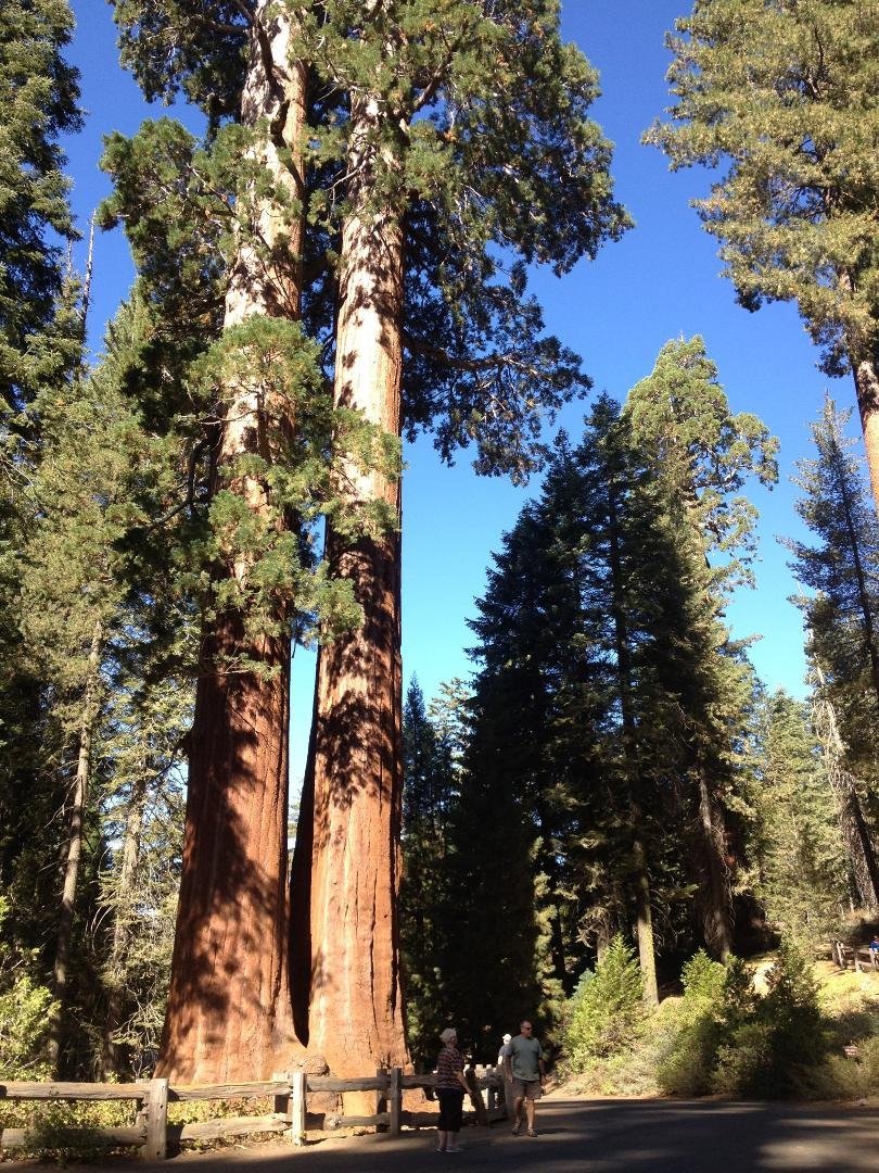 Sequoia Trees-biggest on earth