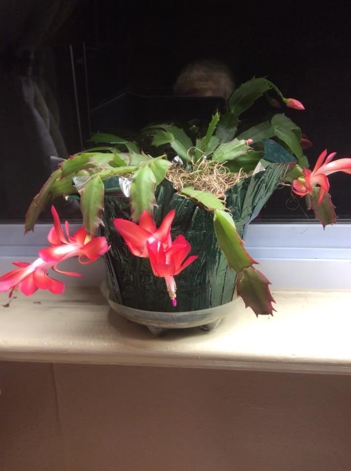my Christmas cactus blooming early