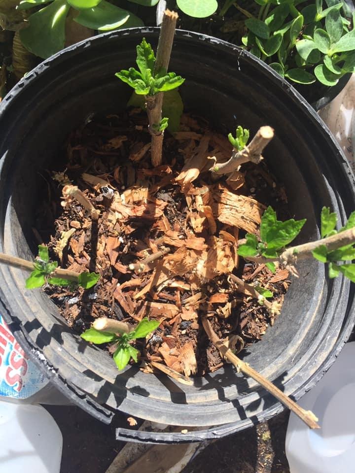Thought I posted this.
Rose of Sharon cuttings I collected on the 4 th of July. This is the progress after 19 days. Three had nothing, but one of them has had a tiny show of green since night before last. I’m hoping they