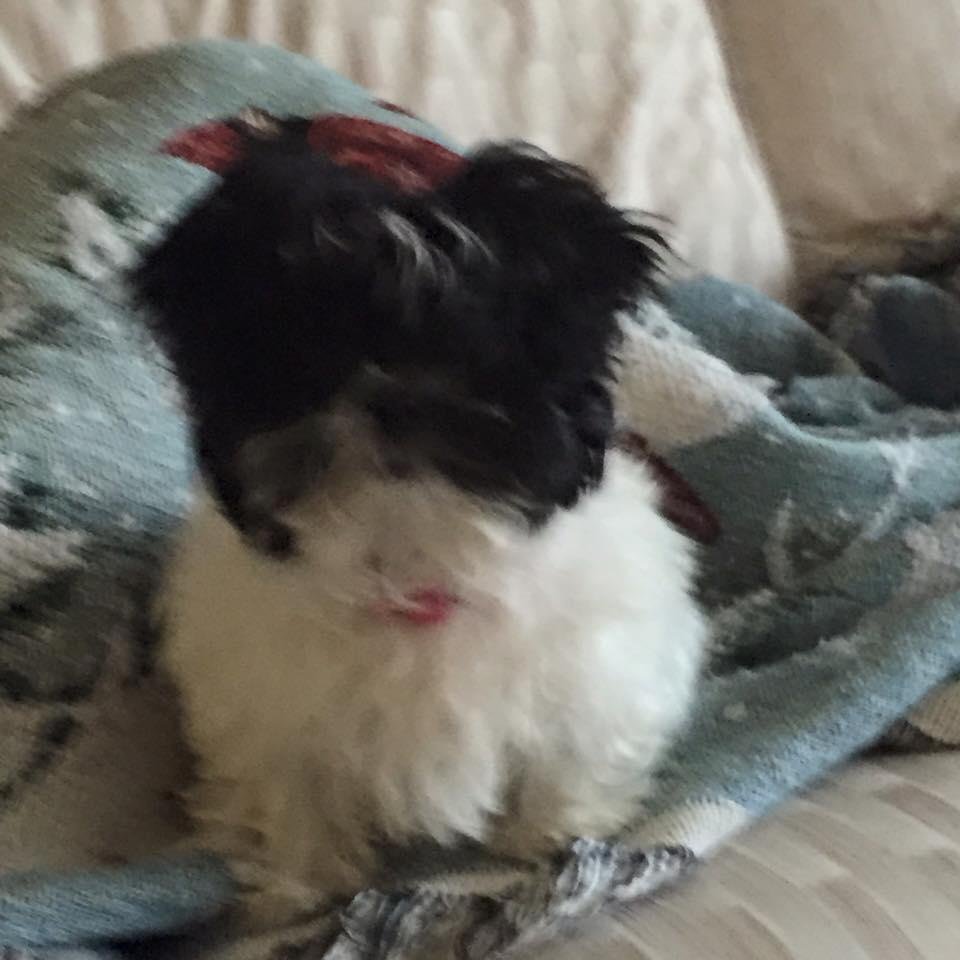 New addition to our family. Xena princess warrior😇